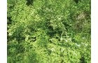 Property photo 5 - 20 Acres Offered in 3 Tracts - Hunting, Wildlife, & Recreation!
